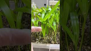 Golden Triangle Hybrid Palm selection golden cane cross Chrysalidocarpus lutescens x [upl. by Akinaj]