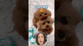 QUAL CACHORRO VOCÊ ESCOLHE 🐶humor shorts [upl. by Annavoj]