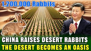 UNBELIEVABLE China Breeds 1200000 Rabbits in The Desert to Turn The Desert into an Oasis [upl. by Aerbua]