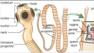 Introduction to Parasitology  مقدمة في علم الطفيليات [upl. by Reitman]