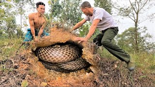 Horrified to discover a nest of giant king cobras that attack people on the top of the hill [upl. by Persse]