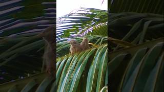 YELLOWBILLED BABBLER BIRDSbirdsbirdloversshortvideoviralvideoshortsviralsrilankaviralshort [upl. by Barthelemy742]