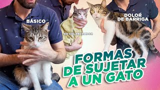 GUÍA PRÁCTICA de cómo SUJETAR Y MANEJAR A UN GATO 🐈⬆️ para CEPILLAR CORTAR UÑAS DAR PASTILLA y más [upl. by Rosenfeld]