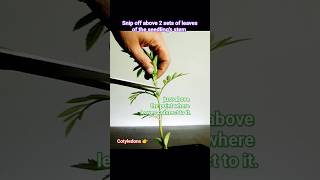 How to make Marigold Plant to get bushy shape and more flowers marigold flowers plantcare [upl. by Nivrae]