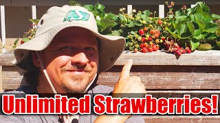 7 Tips To Increase Your Strawberry Yields [upl. by Remliw]