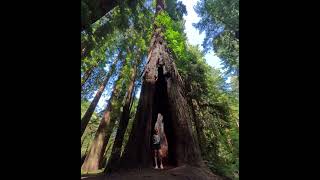 Redwoods National Park California 33 nature nationalpark travel [upl. by Gaiser]