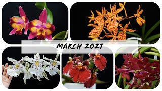 Orchids in bloom March 2021  An Orchid a day keeps the boredom away 🥱 [upl. by Irrek]