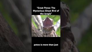 “Great Potoo The Mysterious Ghost Bird of the Jungle” [upl. by Einnad448]