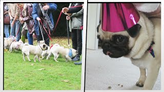 PUG PARTY Ellies 1st Birthday  MoreTDM [upl. by Akihsay]