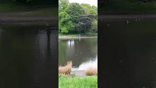 Sefton Park 🌳 LiverpoolEngland 060524 🌳 [upl. by Sudderth]