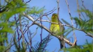 Canary Islands wild canary [upl. by Gerbold]