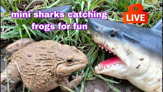 mini sharks catching frogs for fun Big green frog is very funny  catch frogs [upl. by Adnamal]