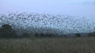 An Otmoor Murmuration [upl. by Otilegna]