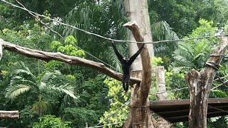 EP67  Pileated gibbons of Singapore Zoo [upl. by Eldora]