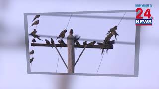 Thousands of Parrots Take Over Argentinian Town Sparking Outrage [upl. by Minoru]