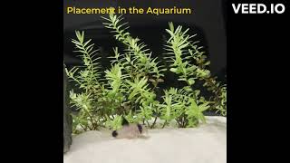 Rotala rotundifolia perfect beginner tank plant [upl. by Arba]