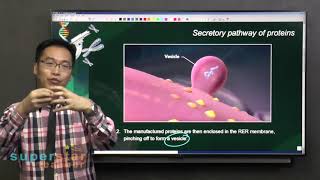 S3 Biology Secretory Pathway of Proteins [upl. by Yrannav]