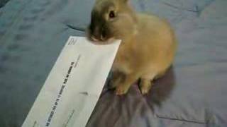 MIT Bunny Letter Opener [upl. by Arica]