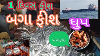 બગા ફીશ  bga fishing fishing  samundar [upl. by Hudson]