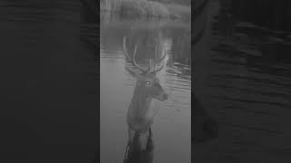 jeleń byk w stawie shorts wildlife trailcamera hunting nature trailcam deer [upl. by Oigroig]