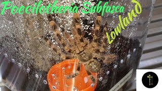 Poecilotheria Subfusca Lowland Rehouse [upl. by Rothschild]