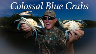 Colossal Blue Crabs in a NEW AREA Catch Clean Cook Fresh Caught vs Store Bought [upl. by Roselin826]