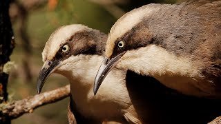 Babblers [upl. by Koetke]