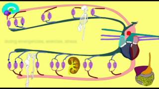 VASOCONSTRICTION DIRECTING BLOOD FLOW [upl. by Ary182]