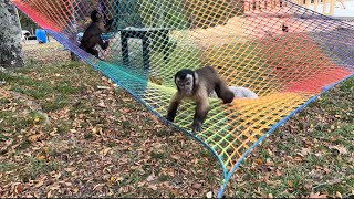 Let’s enjoy some monkey playtime 🩵 monkeys fun [upl. by Henebry]