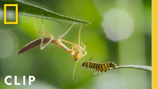 Monarch Migration and Metamorphosis  Incredible Animal Journeys  National Geographic [upl. by Cirdor]