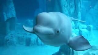 Beluga at the Oceanografic  Aquarium in Valencia [upl. by Ardnwahs]