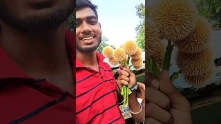 आप जानते हैंकौन सा फूल है ये।🔥🤔OpDevilVlogs newvideo youtubers flowers villagelifestyle vibes [upl. by Aronson]