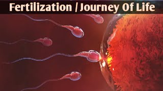 Human Fertilization  Reproduction Animation [upl. by Meekar228]