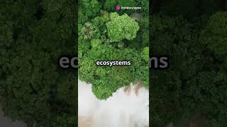 Ecosystem  UPSC  Environment and Ecology [upl. by Krishnah]