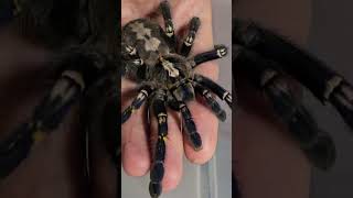 Poecilotheria metallica female [upl. by Schramke]