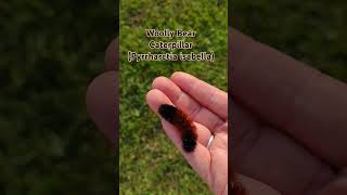 Woolly Bear tell me about this coming winter [upl. by Fogg]