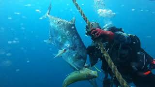 INSANE SPEARFISHING  Sharks Grouper African Pompano [upl. by Aldon]