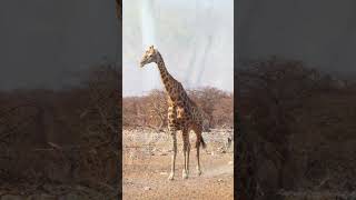 A variety of Animals at Etosha National Park Namibia [upl. by Vincents267]