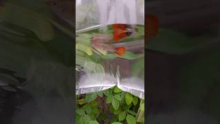 My New Exotic Guppies🐟fish fishvideo foryou fypシ゚viral fyp fypage kingklip fishingvideo [upl. by Nelli]