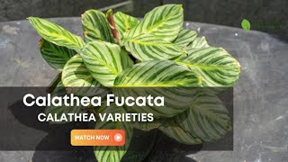 Calathea Fucata  Calathea Varieties  TinyLeaf [upl. by Eiveneg]