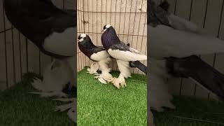 Beautiful magpie pouter pegion🌹❤️❣️ for vlog subscribe my channel😇 [upl. by Victorine258]