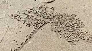 Sandkrabbe Scopimera Globosa quotthe sand bubbler crabquot [upl. by Gianni54]