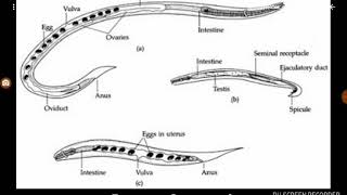 Strongyloides stercoralis [upl. by Sane]