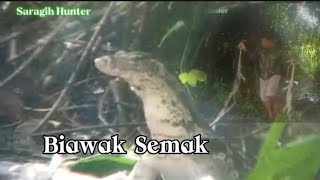 Pest control hama biawak disaat hujan deras [upl. by Egiaf754]