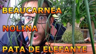 Cómo cuidar y trasplantar una pata de elefante nolina o beaucarnea BEAUCARNEA RECURVATA [upl. by Yhotmit]