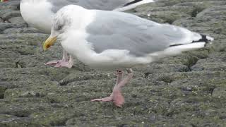 Herring Gull Larus argentatus Zilvermeeuw Maasvlakte ZH the Netherlands 13 Oct 2024 64 [upl. by Bevvy]