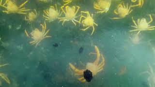 Thousands of Giant Spider Crabs Spotted Off Australian Coast [upl. by Odoric]