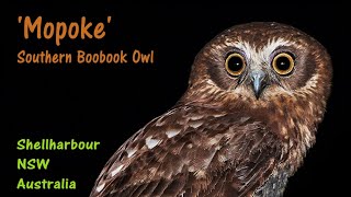 Southern Boobook Owl [upl. by Rosenblast]