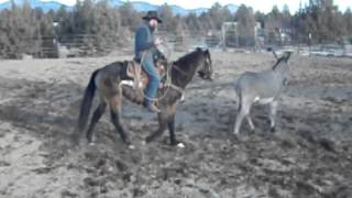 Cactus AQHA Buckskin  Roping the Donkey [upl. by Tomasz]