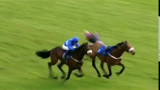 Horseracing thrills amp spills compilation [upl. by Eitsrik]